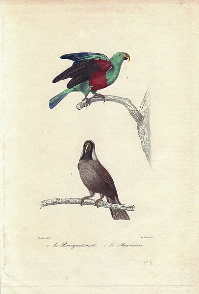 The Green Parrot and Mascarin of the Reunion. Engraving by Madame Thorel after a drawing by Edouard Travies, published in Les Oeuvres completes de Buffon, by Richard, published in Paris, by Pourrat Freres, 1839