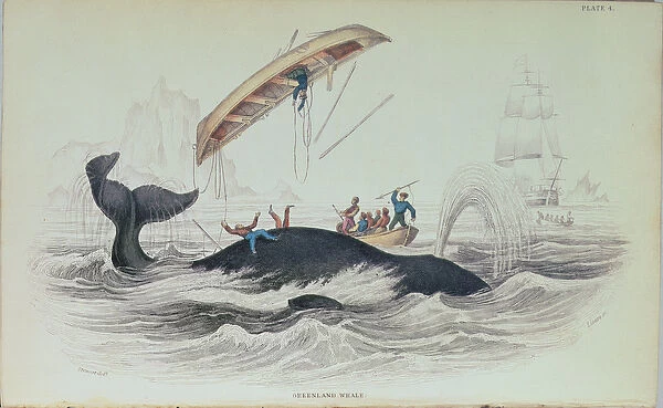 Greenland Whale, book illustration engraved by William Home Lizars (1788-1859)