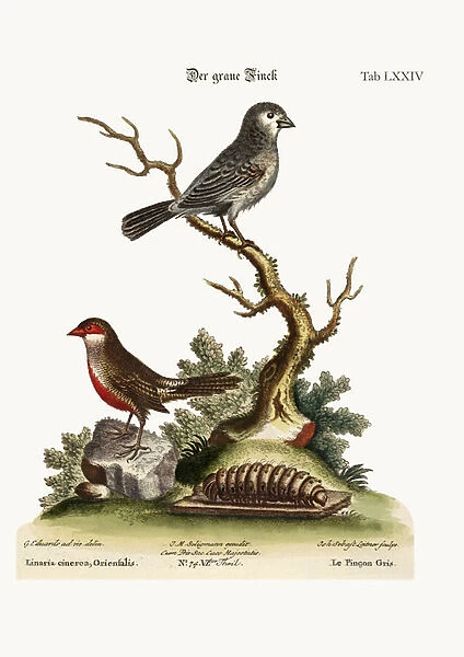 The Grey Finch. The Wax Bill, 1749-73 (coloured engraving)