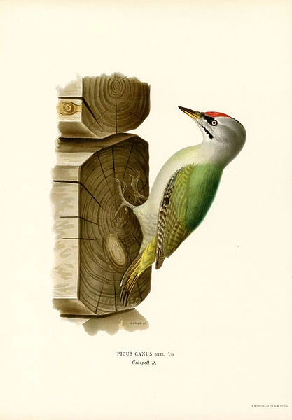 Grey Woodpecker (colour litho)