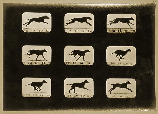 Greyhounds running, from the Animal Locomotion series, c. 1881 (b  /  w photo)