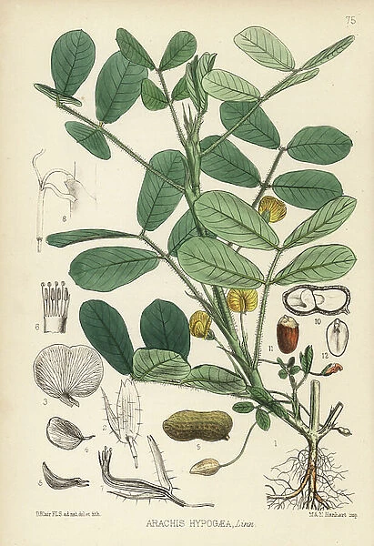Ground nut, peanut or oil nut, Arachis hypogaea. Handcoloured lithograph by Hanhart after a botanical illustration by David Blair from Robert Bentley and Henry Trimen's Medicinal Plants, London, 1880