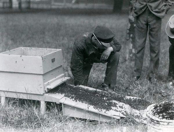 A group of keepers, including Brown, moving a swarm of honey bees, London Zoo
