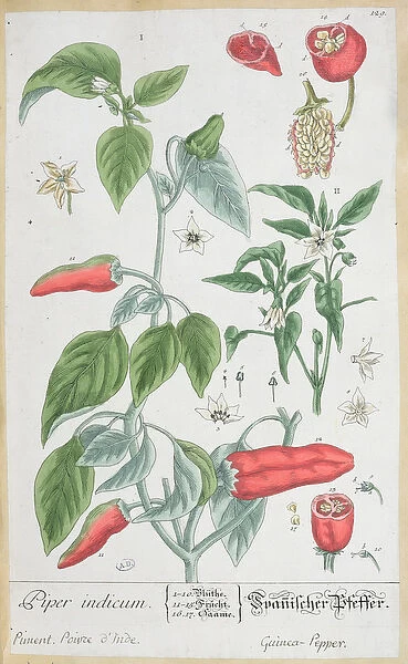 Guinea Pepper (Piper Indicum) plate 129 from the German edition of