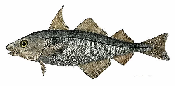Haddock (haddock) fished at Eastport, Maine, USA, 1872, US Fish Commission. Colour engraving after a 19th century illustration
