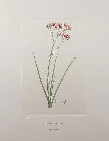 Haemodorum coccineum (Haemodoraceae) - Plate 320, Banks Florilegium, c.1771-84 (copperplate engraving on paper)