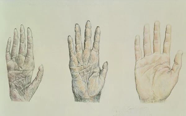 Hands of a primate and a human (pencil on paper)