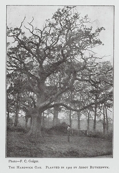 The Hardwick Oak (b / w photo)