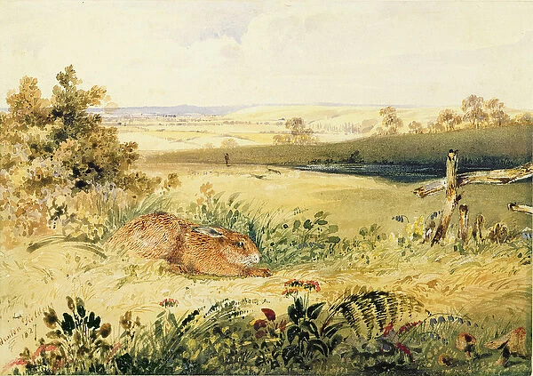 Hare in a Landscape, 1827 (w  /  c with bodycolour, gum arabic & graphite on paper)