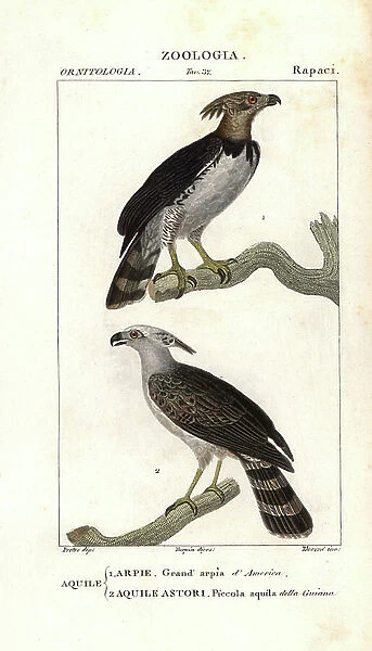 Harpy eagle of America and small eagle of Guiana - Lithography, illustration by Jean Gabriel Pretre (1780-1885) edited by Pierre Jean Francois Turpin (1775-1840)