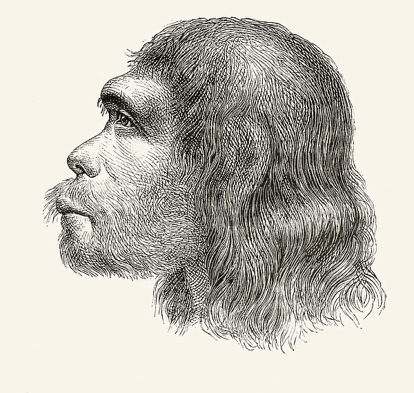 Head of a Neanderthal Man, from Nuestro Siglo, published Barcelona, 1883