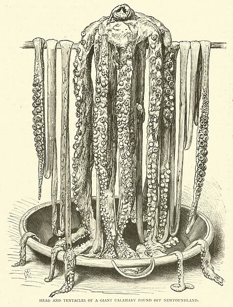 Head and Tentacles of a Giant Calamary found off Newfoundland (engraving)