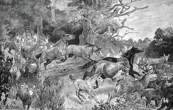 Herd of horses flees from the paddock because of a forest fire, Germany, 1890