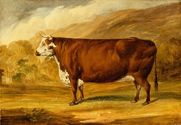 A Hereford Bull (oil on canvas)