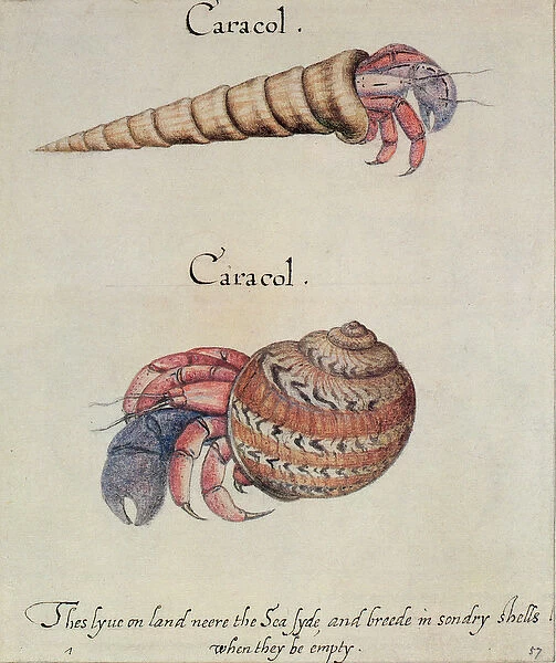 Hermit Crab (litho)