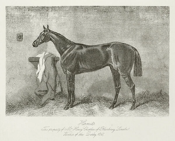 Hermit, foaled 1864 (b  /  w photo)