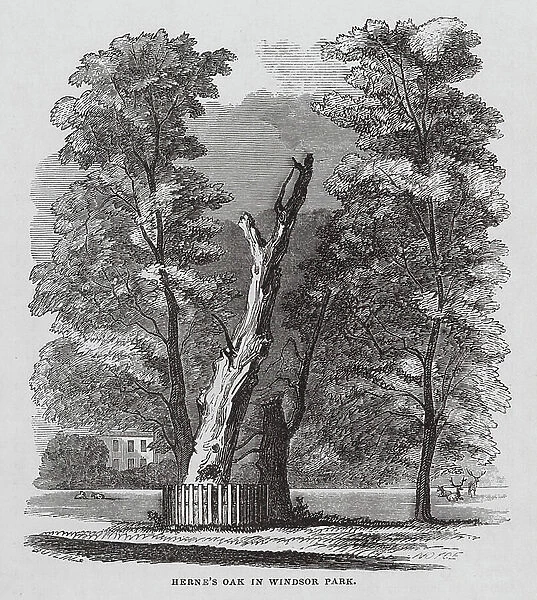 Herne's Oak in Windsor Park (engraving)