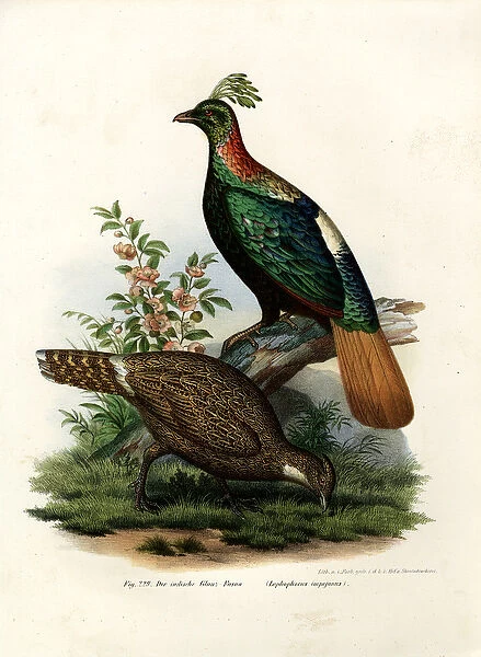 Himalayan Monal Pheasant, 1864 (colour litho)