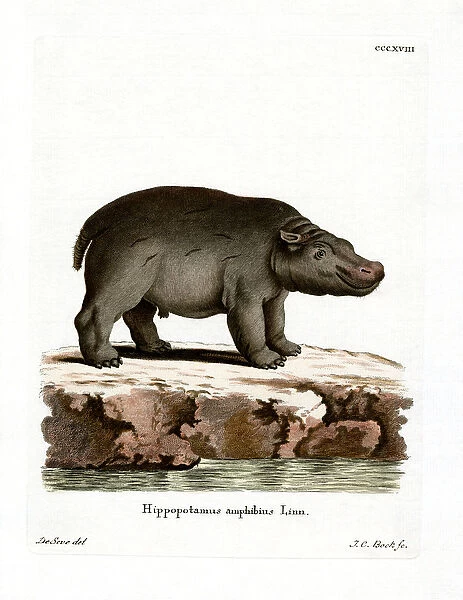 Hippopotamus (coloured engraving)