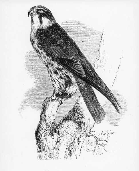 The Hobby, illustration from A History of British Birds by William Yarrell