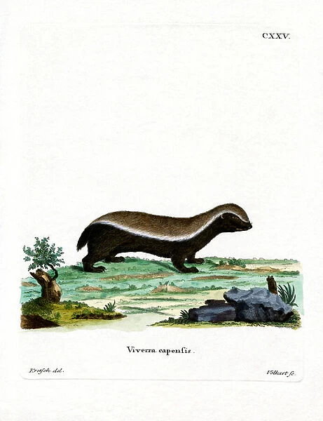 Honey Badger (coloured engraving)