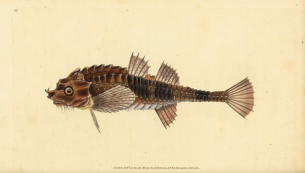 Hooknose, Agonus cataphractus (Pogge or armed bull-head, Cottus cataphractus). Handcoloured copperplate drawn and engraved by Edward Donovan from his Natural History of British Fishes, Donovan and F. C. and J. Rivington, London, 1802-1808
