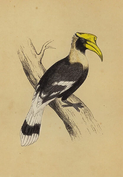 Hornbill (colour litho)