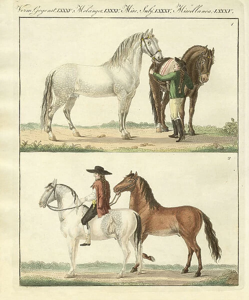 The horse with its different kinds (coloured engraving)