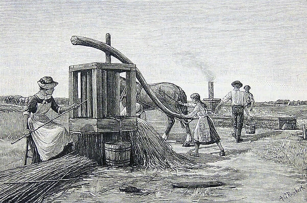 Horse-powered sugar cane mill
