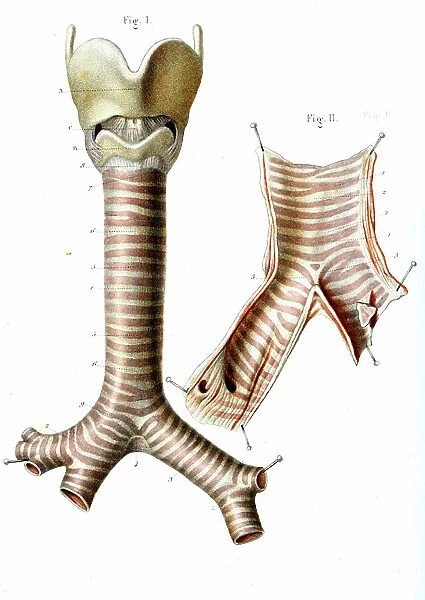 Human airways, 1866 illustration Fig 1: voice box (larynx, top), trachea (windpipe, vertical) and bronchi (lower left and right) Fig 2: internal surface of the trachea (top) and bronchi (bottom left and right)