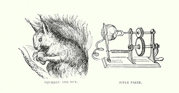 Human invention anticipated: Apple parer (engraving)