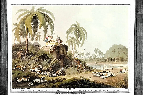 Hunting the Kuttauss or civet. Engraving by Samuel Howett (1756-1822) in ' Oriental field sports' by Thomas Williamson (on hunts in the British Indies in the 19th century) in 1807
