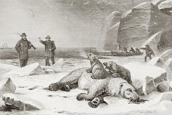 Hunting The Polar Bear (Ursus Maritimus) In The Arctic Circle During The Late 19Th Century. Two Cubs Defend The Body Of Their Mother Which Has Been Shot. From El Mundo Ilustrado, Published Barcelona, Circa 1880 ©UIG / Leemage