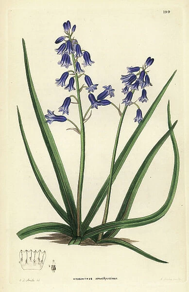 Hyacinth - Brimeura amethystina (Amethyst-coloured hyacinth, Hyacinthus amethystinus). Handcoloured copperplate engraving by G. Barclay after Edwin Dalton Smith from John Lindley and Robert Sweet's Ornamental Flower Garden and Shrubbery, G