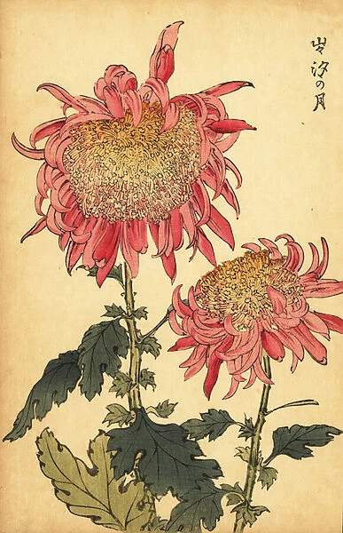 Hybrid salmon-pink chrysanthemum. 1893 (engraving)