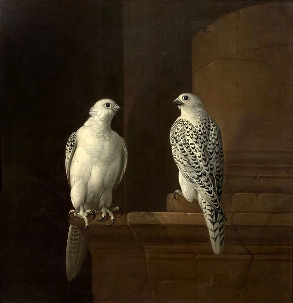 Two Iceland Falcons (oil on canvas)