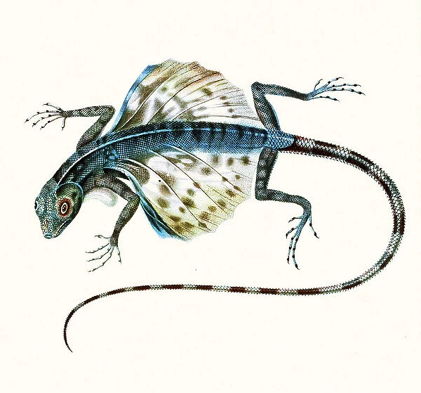 Illustration of the gliding lizard - Draco Volans 1831 (colour engraving)