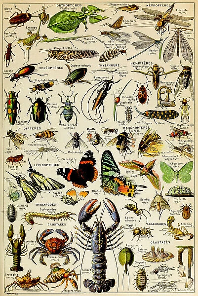Illustration of various Invertebrates c. 1923 (litho)