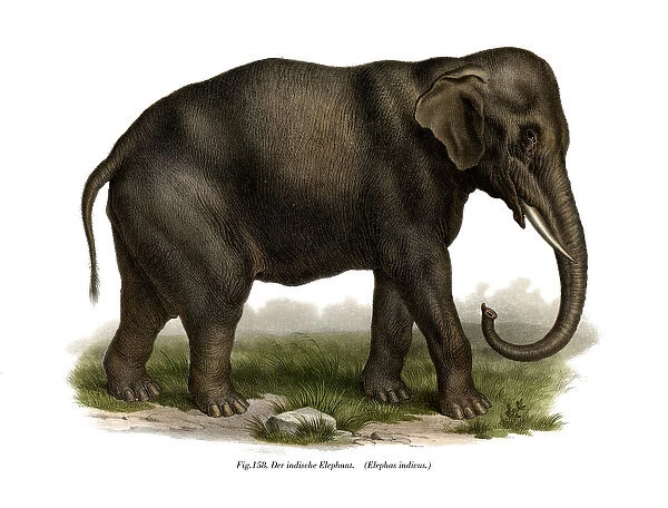 Indian Elephant, 1860 (colour litho)