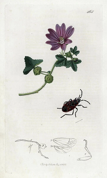 Insect: Constable and plant of Scots Mallow or Large Purple. Lithograph by John Curtis (1791-1862) published in 'British Entomology', a collection of 770 illustrations and descriptions of British insects, London, England, 1824 to 1839