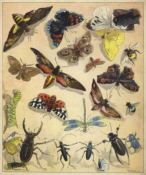 Insects (chromolitho)