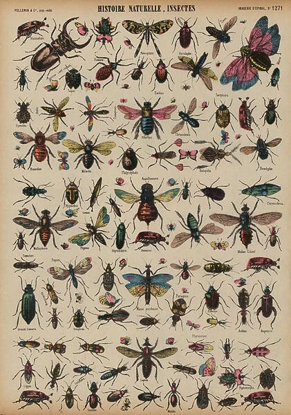 Insects (coloured engraving)