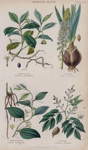 Ipecacuan; Squill; Sarsaparilla; Copaiba (coloured engraving)