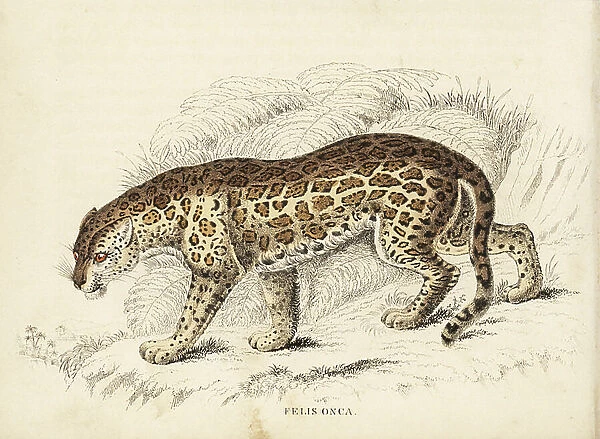 Jaguar, Panthera onca (Felis onca). Handcoloured steel engraving from Georg Friedrich Treitschke's Gallery of Natural History, Naturhistorischer Bildersaal des Thierreiches, Liepzig-1842