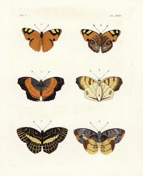 Jamaican banner butterfly, Lucinia cadma 1,2, soldier pansy or soldier commodore, Junonia terea 3,4, and brilliant nymph, Acraea circeis 5,6. Handcoloured lithograph from John O