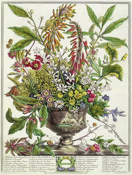 January, from Twelve Months of Flowers, by Robert Furber (c