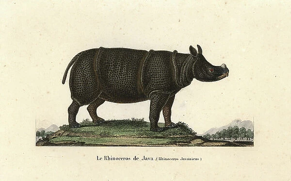 Javan rhinoceros, Rhinoceros ondaicus. Critically endangered. Handcoloured copperplate engraving from Rene Primevere Lesson's Complements de Buffon, Pourrat Freres, Paris, 1838