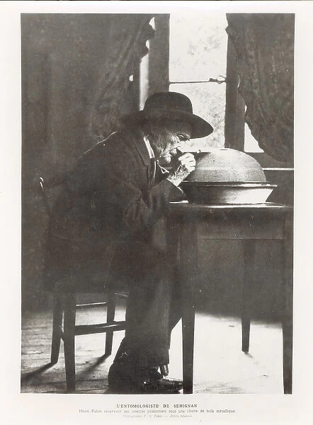 Jean-Henri Fabre (1823-1915) observing insects, from Souvenirs Entomologiques
