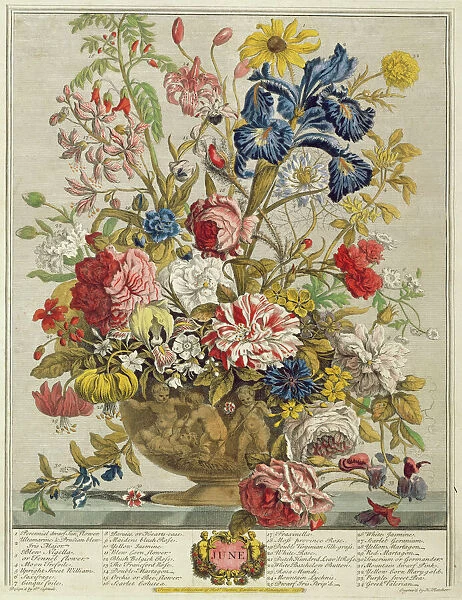 June, from Twelve Months of Flowers by Robert Furber (c