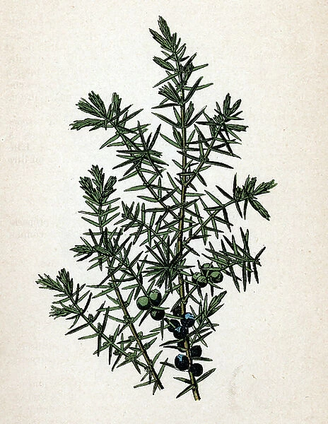 Juniper (Juniperus) (Juniper) Botanical sheet from 'Atlas colorie des plantes medicinales' by Paul Hariot, 1900 (Botanical plate of medicinal plants) Private collection